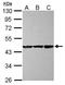 COBW Domain Containing 1 antibody, GTX120748, GeneTex, Western Blot image 