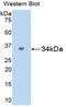 SPARC antibody, LS-C295738, Lifespan Biosciences, Western Blot image 