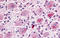 Mrgprc antibody, SP4304P, Origene, Immunohistochemistry paraffin image 