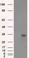 Aldo-Keto Reductase Family 1 Member A1 antibody, LS-C114885, Lifespan Biosciences, Western Blot image 