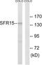 SR-Related CTD Associated Factor 4 antibody, LS-B9875, Lifespan Biosciences, Western Blot image 