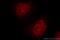 Replication Factor C Subunit 4 antibody, 10806-1-AP, Proteintech Group, Immunofluorescence image 