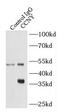 Cyclin Y antibody, FNab01386, FineTest, Immunoprecipitation image 