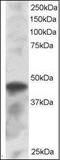 Interferon Regulatory Factor 8 antibody, orb87994, Biorbyt, Western Blot image 