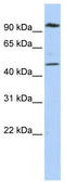  antibody, TA330455, Origene, Western Blot image 