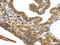 Urotensin 2B antibody, CSB-PA062674, Cusabio, Immunohistochemistry paraffin image 