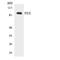 FPS antibody, LS-C291947, Lifespan Biosciences, Western Blot image 
