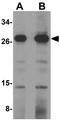 OCIA Domain Containing 1 antibody, GTX85234, GeneTex, Western Blot image 