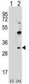Claudin 2 antibody, AP50945PU-N, Origene, Western Blot image 