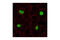 Histone Deacetylase 2 antibody, 2540S, Cell Signaling Technology, Immunocytochemistry image 