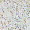 5-Hydroxytryptamine Receptor 2B antibody, LS-C334205, Lifespan Biosciences, Immunohistochemistry frozen image 