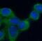 NMDAR2A antibody, FNab05761, FineTest, Immunofluorescence image 