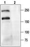  antibody, TA328721, Origene, Western Blot image 