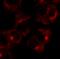 Bisphosphoglycerate Mutase antibody, orb373827, Biorbyt, Immunofluorescence image 