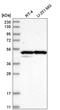Calcium uptake protein 1, mitochondrial antibody, HPA037479, Atlas Antibodies, Western Blot image 