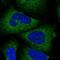 Spermatogenesis-associated protein 5 antibody, HPA036450, Atlas Antibodies, Immunofluorescence image 