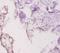Laminin Subunit Gamma 1 antibody, orb238714, Biorbyt, Immunohistochemistry paraffin image 