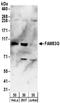 Family With Sequence Similarity 83 Member G antibody, NBP2-32191, Novus Biologicals, Western Blot image 