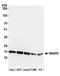 N(Alpha)-Acetyltransferase 50, NatE Catalytic Subunit antibody, A305-595A-M, Bethyl Labs, Western Blot image 
