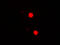 SRY-Box 17 antibody, 7917, ProSci, Immunofluorescence image 