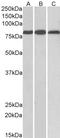 Midline 2 antibody, LS-B2277, Lifespan Biosciences, Western Blot image 
