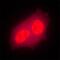 Protein aurora borealis antibody, MAB6856, R&D Systems, Immunofluorescence image 