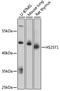 Heparan sulfate 2-O-sulfotransferase 1 antibody, LS-C748860, Lifespan Biosciences, Western Blot image 