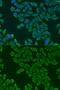 Ribosomal Protein L36 antibody, GTX32847, GeneTex, Immunofluorescence image 