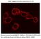 Maltose Binding Protein antibody, 66003-1-Ig, Proteintech Group, Immunofluorescence image 