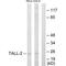 TNF Superfamily Member 13 antibody, PA5-49773, Invitrogen Antibodies, Western Blot image 