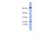 Phospholipase A2 Group V antibody, A06560, Boster Biological Technology, Western Blot image 