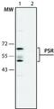 Jumonji Domain Containing 6, Arginine Demethylase And Lysine Hydroxylase antibody, GTX10526, GeneTex, Western Blot image 