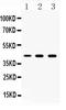 Tyrosine Aminotransferase antibody, A00622, Boster Biological Technology, Western Blot image 