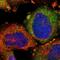 OPTN antibody, NBP1-84683, Novus Biologicals, Immunofluorescence image 