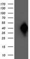 N-Acyl Phosphatidylethanolamine Phospholipase D antibody, MA5-25760, Invitrogen Antibodies, Western Blot image 