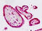 QKI, KH Domain Containing RNA Binding antibody, MBS248333, MyBioSource, Immunohistochemistry frozen image 