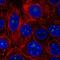 Histone deacetylase 10 antibody, HPA056514, Atlas Antibodies, Immunocytochemistry image 