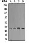 Eukaryotic initiation factor 4A-I antibody, orb323137, Biorbyt, Western Blot image 