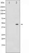 Mitogen-Activated Protein Kinase Kinase 2 antibody, TA325639, Origene, Western Blot image 