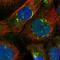 Crystallin Lambda 1 antibody, HPA040403, Atlas Antibodies, Immunofluorescence image 
