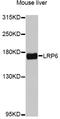 Low-density lipoprotein receptor-related protein 6 antibody, LS-C748380, Lifespan Biosciences, Western Blot image 
