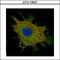 Coiled-Coil Domain Containing 50 antibody, GTX118557, GeneTex, Immunocytochemistry image 
