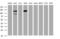 Splicing Factor 3a Subunit 1 antibody, MA5-26472, Invitrogen Antibodies, Western Blot image 