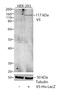 V5 epitope tag antibody, R963-25, Invitrogen Antibodies, Western Blot image 