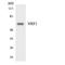 Nuclear Respiratory Factor 1 antibody, LS-C200283, Lifespan Biosciences, Western Blot image 