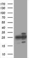 Proteasome Subunit Alpha 2 antibody, TA505475S, Origene, Western Blot image 
