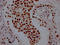 Pabp2 antibody, CSB-RA569290A0HU, Cusabio, Immunohistochemistry frozen image 
