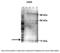 CAV3 antibody, AVARP09021_P050, Aviva Systems Biology, Western Blot image 