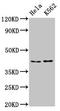 Poly(RC) Binding Protein 2 antibody, LS-C672371, Lifespan Biosciences, Western Blot image 