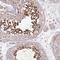 MYCBP Associated Protein antibody, NBP2-14790, Novus Biologicals, Immunohistochemistry frozen image 